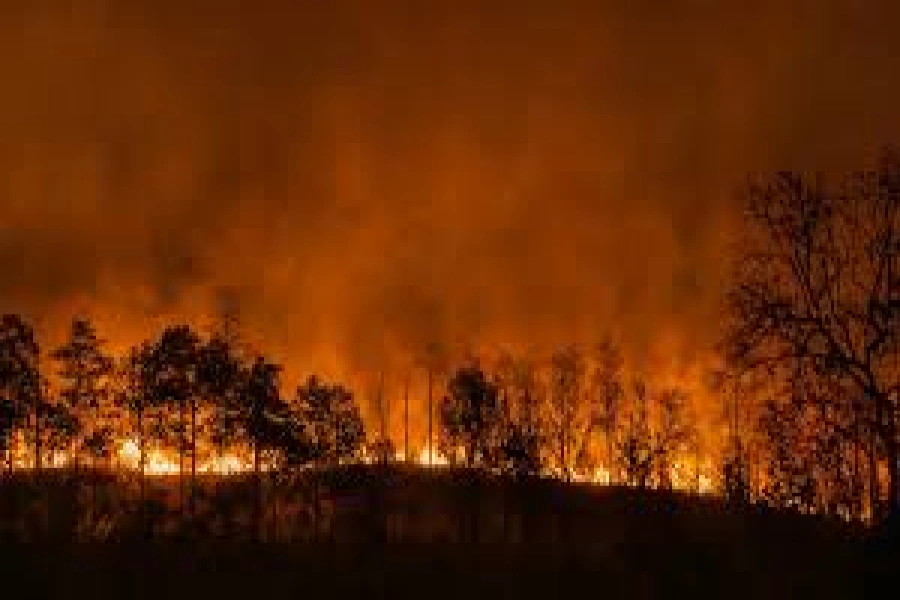 forest fire-1765543213.webp